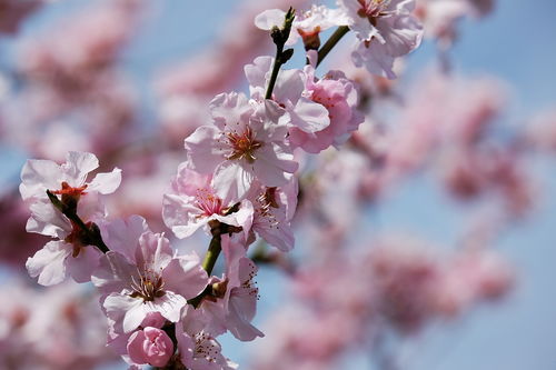 探秘花海秘境，贵州平坝2021年樱花盛放的浪漫指南