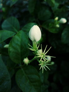 茉莉花茶的养生密码，香气与健康的独特交融